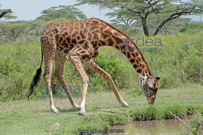 : Masai Giraffe - drinking : Masai Giraffe - drinking