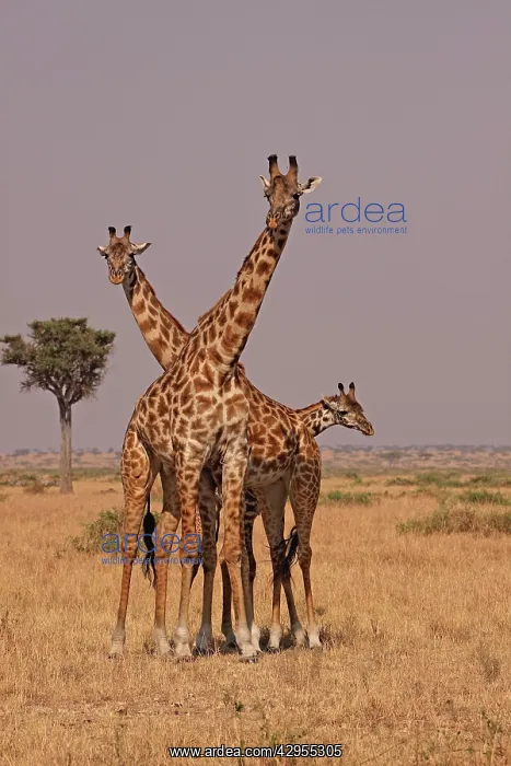 : Masai Giraffe - family