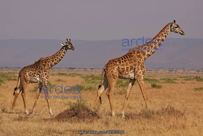 : Masai Giraffe - family : Masai Giraffe - family
