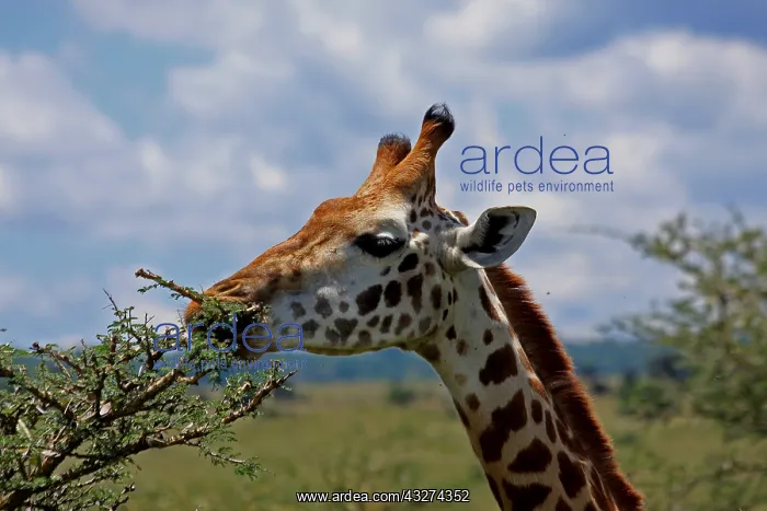 : Masai Giraffe feeding 3 169 : Masai Giraffe feeding 3 169