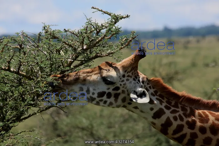 : Masai Giraffe feeding 3 170 : Masai Giraffe feeding 3 170
