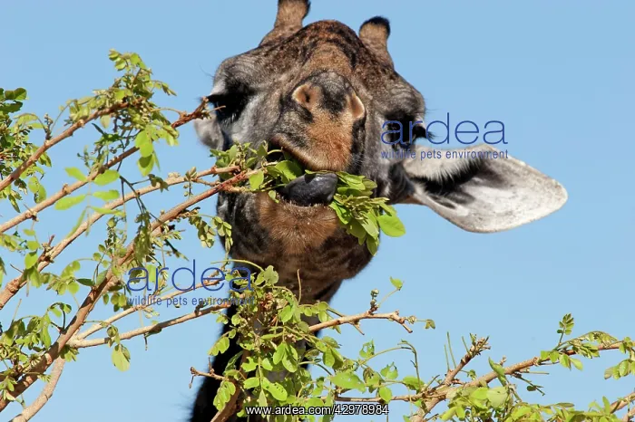 : Masai Giraffe - feeding on leaves : Masai Giraffe - feeding on leaves