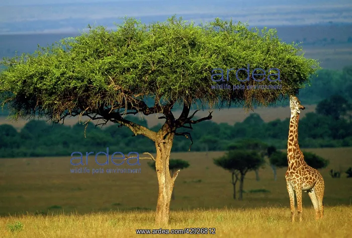  : Masai Giraffe - feeding from tree