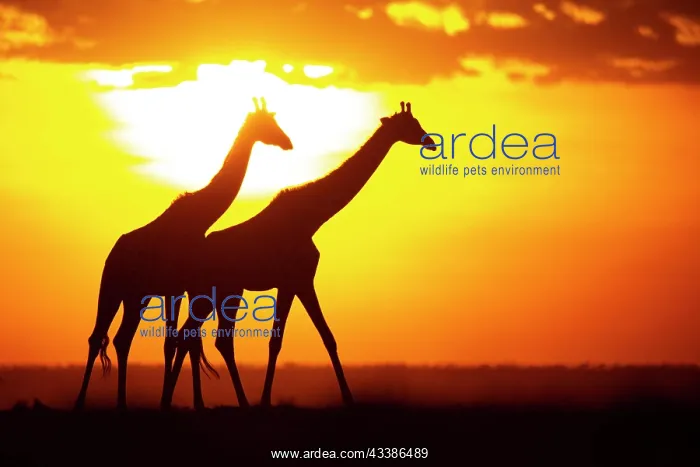 : Masai giraffe (Giraffa c. tippelskirchi) Masai Mara : Masai giraffe (Giraffa c. tippelskirchi) Masai Mara