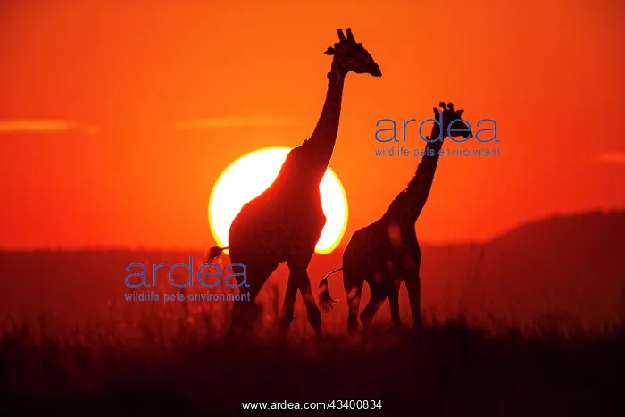 : Masai giraffe (Giraffa c. tippelskirchi) Masai Mara : Masai giraffe (Giraffa c. tippelskirchi) Masai Mara