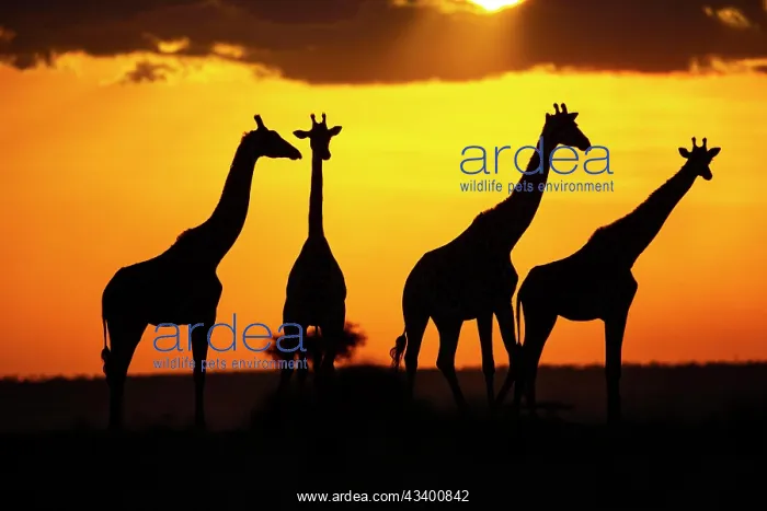 : Masai giraffe (Giraffa c. tippelskirchi) Masai Mara : Masai giraffe (Giraffa c. tippelskirchi) Masai Mara