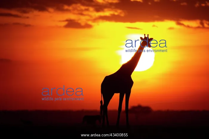 : Masai giraffe (Giraffa c. tippelskirchi) Masai Mara : Masai giraffe (Giraffa c. tippelskirchi) Masai Mara