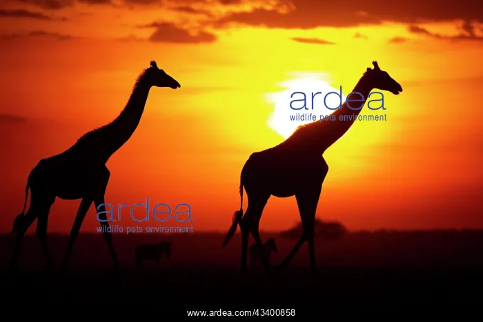 : Masai giraffe (Giraffa c. tippelskirchi) Masai Mara : Masai giraffe (Giraffa c. tippelskirchi) Masai Mara
