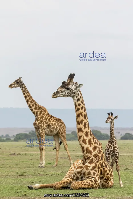 : Masai Giraffe (Giraffa cameleopardalis tippelskirchi) : Masai Giraffe (Giraffa cameleopardalis tippelskirchi)
