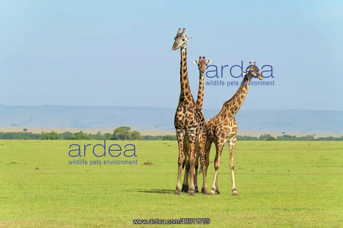 : Masai Giraffe (Giraffa camelopardalis), three animals : Masai Giraffe (Giraffa camelopardalis), three animals
