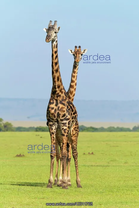 : Masai Giraffe (Giraffa camelopardalis), two animals : Masai Giraffe (Giraffa camelopardalis), two animals