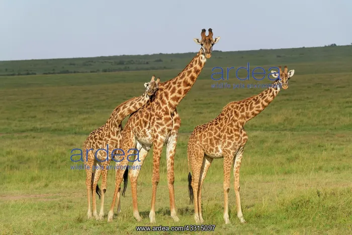 : Masai Giraffe (Giraffa camelopardalis), three animals : Masai Giraffe (Giraffa camelopardalis), three animals