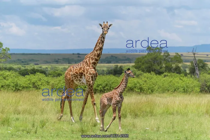 : Masai Giraffe (Giraffa camelopardalis), female with : Masai Giraffe (Giraffa camelopardalis), female with