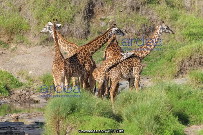 : Masai Giraffe (Giraffa camelopardalis), group of : Masai Giraffe (Giraffa camelopardalis), group of