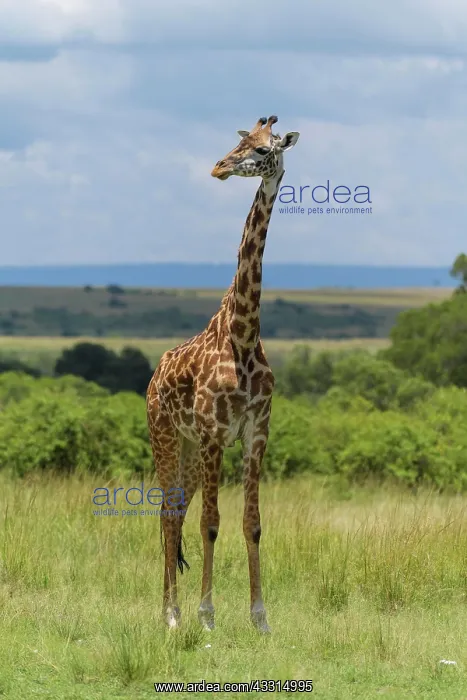  : Masai Giraffe (Giraffa camelopardalis), Masai Mara