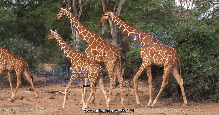 : Masai Giraffe (giraffa camelopardalis tippelskir : Masai Giraffe (giraffa camelopardalis tippelskir