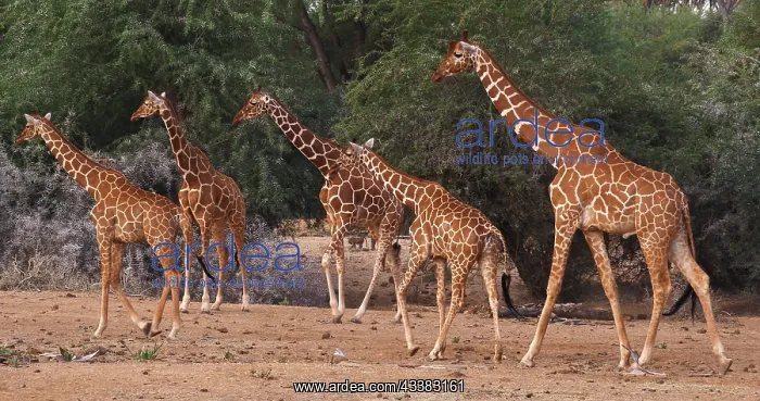 : Masai Giraffe (giraffa camelopardalis tippelskir : Masai Giraffe (giraffa camelopardalis tippelskir