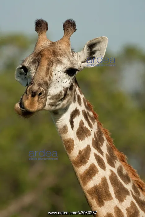 : Masai Giraffe, Giraffa camelopardalis tippelskirchi : Masai Giraffe, Giraffa camelopardalis tippelskirchi