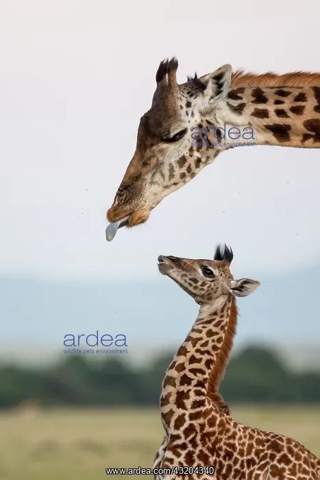 : Masai Giraffe (Giraffa camelopardalis tippelskirchi)