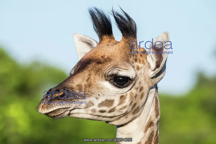 : Masai Giraffe (Giraffa camelopardalis tippelskirchi) : Masai Giraffe (Giraffa camelopardalis tippelskirchi)
