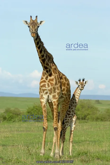 : Masai Giraffe (Giraffa camelopardalis tippelskirchi) : Masai Giraffe (Giraffa camelopardalis tippelskirchi)