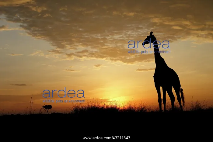 : Masai Giraffe (Giraffa camelopardalis tippelskirchi) : Masai Giraffe (Giraffa camelopardalis tippelskirchi)