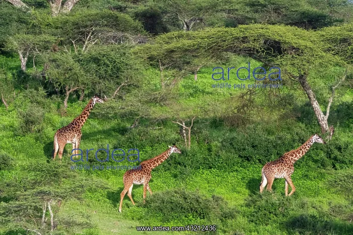 : Masai giraffe (Giraffa camelopardalis tippelskirchi) : Masai giraffe (Giraffa camelopardalis tippelskirchi)