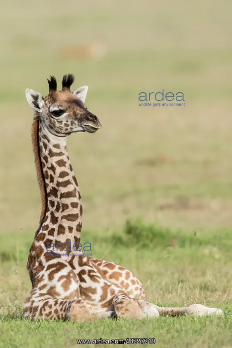 : Masai giraffe (Giraffa camelopardalis tippelskirchi) : Masai giraffe (Giraffa camelopardalis tippelskirchi)