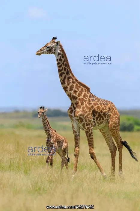 : Masai giraffe (Giraffa camelopardalis tippelskirchi) : Masai giraffe (Giraffa camelopardalis tippelskirchi)