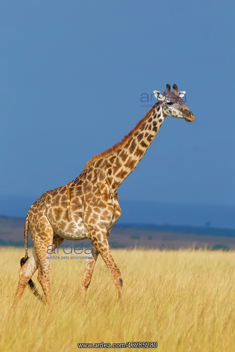 : Masai giraffe (Giraffa camelopardalis tippelskirchi) : Masai giraffe (Giraffa camelopardalis tippelskirchi)