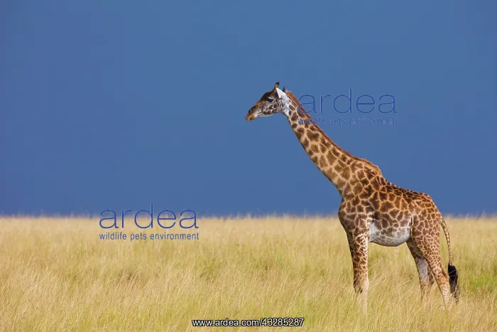 : Masai giraffe (Giraffa camelopardalis tippelskirchi) : Masai giraffe (Giraffa camelopardalis tippelskirchi)