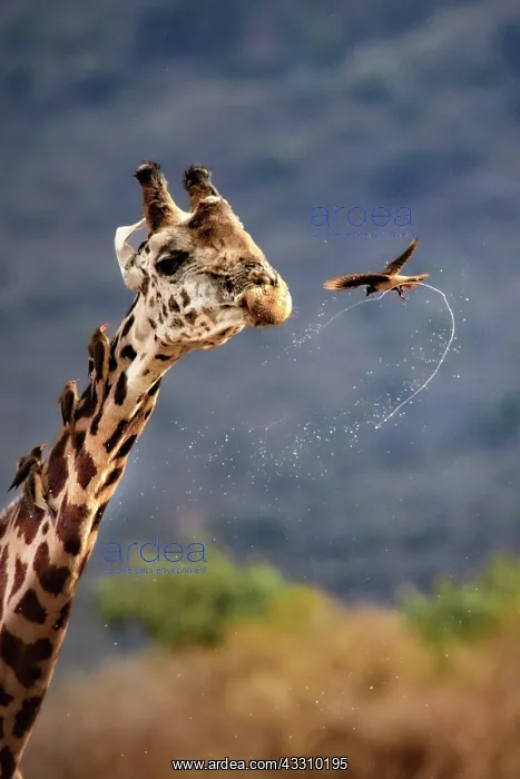 : Masai giraffe (Giraffa camelopardalis tippelskirchi) : Masai giraffe (Giraffa camelopardalis tippelskirchi)