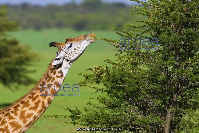 : Masai giraffe (Giraffa camelopardalis tippelskirchi) : Masai giraffe (Giraffa camelopardalis tippelskirchi)
