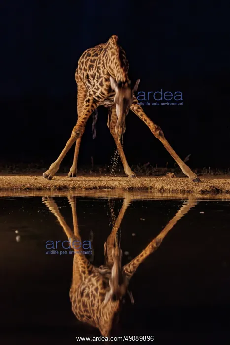 : Masai giraffe (Giraffa tippelskirchi), also spelled Maasai giraffe : Masai giraffe (Giraffa tippelskirchi), also spelled Maasai giraffe