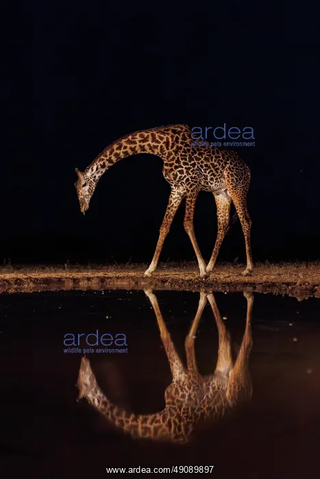  : Masai giraffe (Giraffa tippelskirchi), also spelled Maasai giraffe