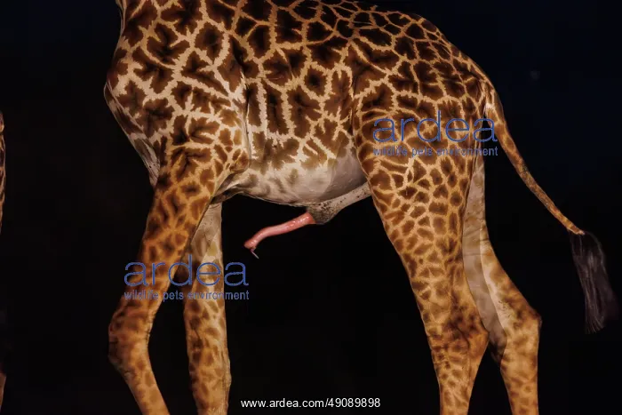 : Masai giraffe (Giraffa tippelskirchi), also spelled Maasai giraffe : Masai giraffe (Giraffa tippelskirchi), also spelled Maasai giraffe