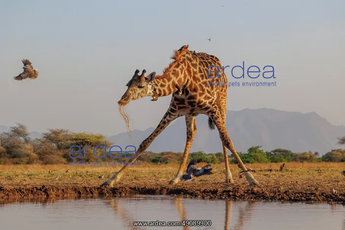 : Masai giraffe (Giraffa tippelskirchi), also spelled Maasai giraffe : Masai giraffe (Giraffa tippelskirchi), also spelled Maasai giraffe