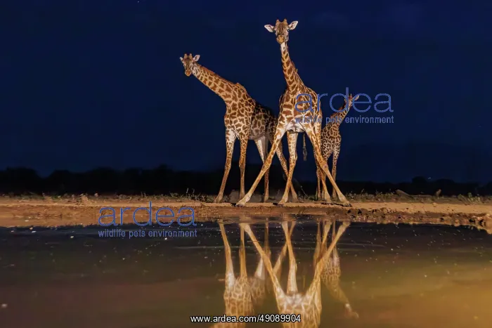 : Masai giraffe (Giraffa tippelskirchi), also spelled Maasai giraffe : Masai giraffe (Giraffa tippelskirchi), also spelled Maasai giraffe