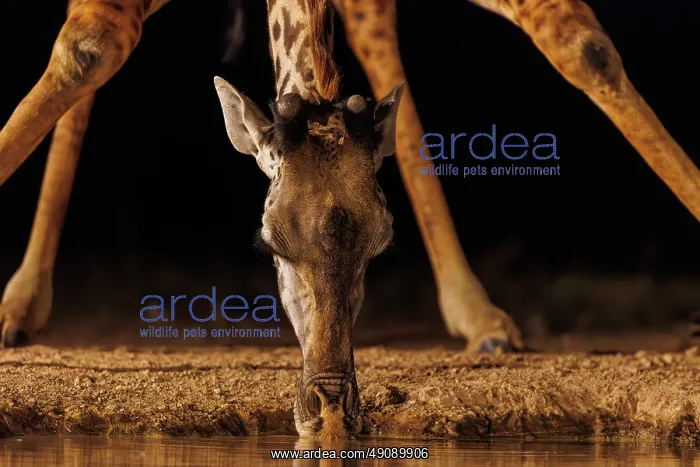: Masai giraffe (Giraffa tippelskirchi), also spelled Maasai giraffe : Masai giraffe (Giraffa tippelskirchi), also spelled Maasai giraffe