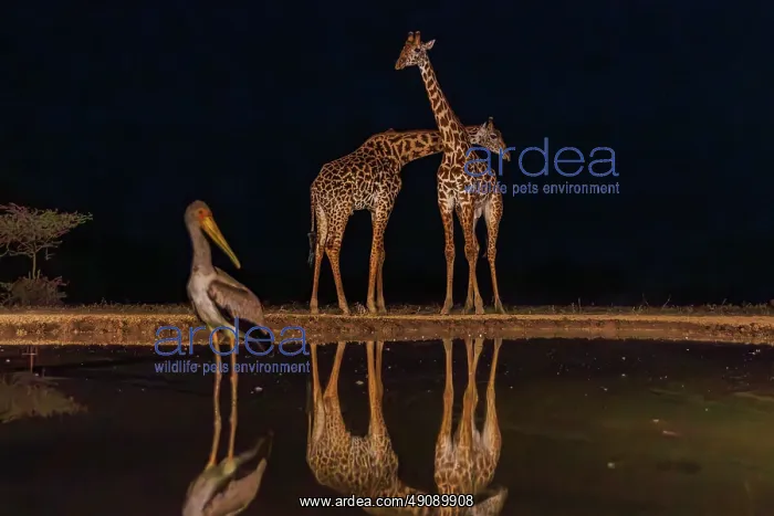 : Masai giraffe (Giraffa tippelskirchi), also spelled Maasai giraffe : Masai giraffe (Giraffa tippelskirchi), also spelled Maasai giraffe