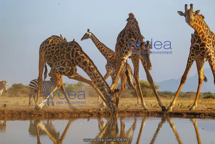 : Masai giraffe (Giraffa tippelskirchi), also spelled Maasai giraffe : Masai giraffe (Giraffa tippelskirchi), also spelled Maasai giraffe