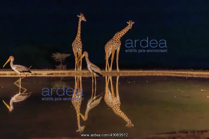 : Masai giraffe (Giraffa tippelskirchi), also spelled Maasai giraffe : Masai giraffe (Giraffa tippelskirchi), also spelled Maasai giraffe
