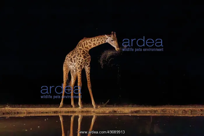  : Masai giraffe (Giraffa tippelskirchi), also spelled Maasai giraffe