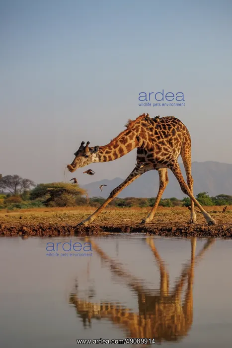 : Masai giraffe (Giraffa tippelskirchi), also spelled Maasai giraffe : Masai giraffe (Giraffa tippelskirchi), also spelled Maasai giraffe