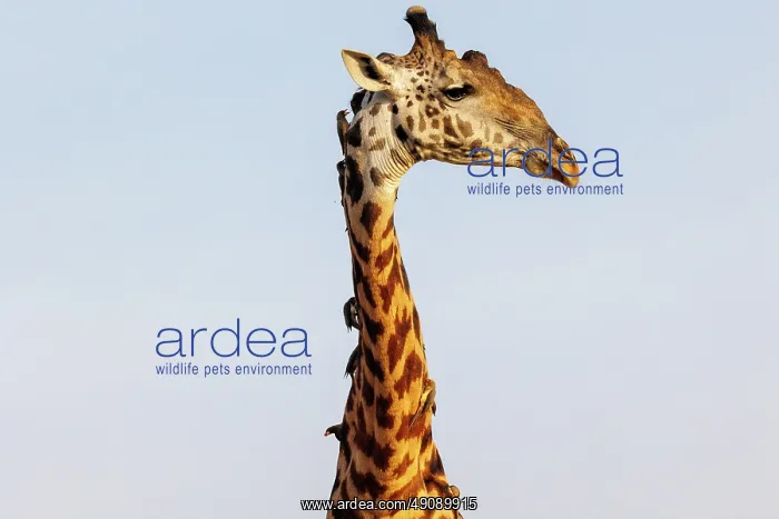 : Masai giraffe (Giraffa tippelskirchi), also spelled Maasai giraffe : Masai giraffe (Giraffa tippelskirchi), also spelled Maasai giraffe