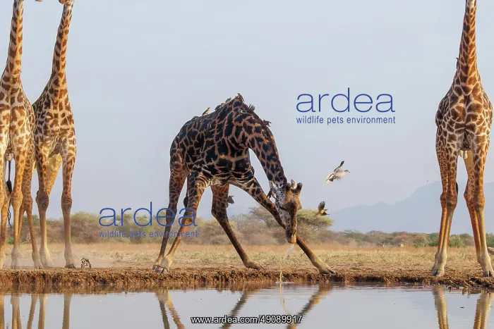 : Masai giraffe (Giraffa tippelskirchi), also spelled Maasai giraffe : Masai giraffe (Giraffa tippelskirchi), also spelled Maasai giraffe