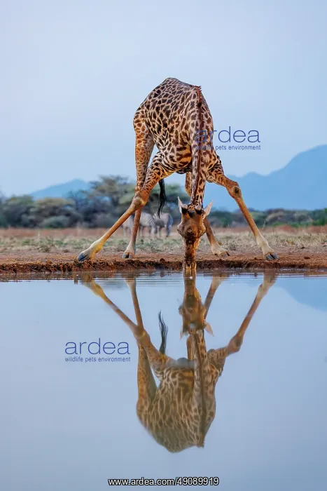 : Masai giraffe (Giraffa tippelskirchi), also spelled Maasai giraffe : Masai giraffe (Giraffa tippelskirchi), also spelled Maasai giraffe