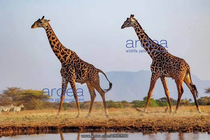 : Masai giraffe (Giraffa tippelskirchi), also spelled Maasai giraffe : Masai giraffe (Giraffa tippelskirchi), also spelled Maasai giraffe