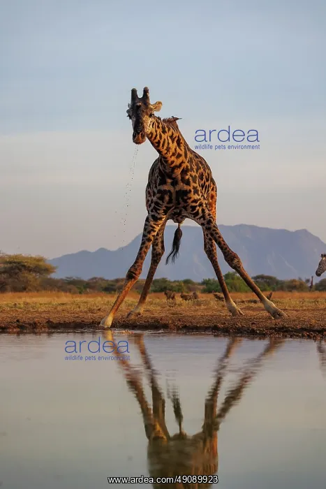  : Masai giraffe (Giraffa tippelskirchi), also spelled Maasai giraffe