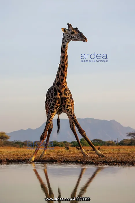 : Masai giraffe (Giraffa tippelskirchi), also spelled Maasai giraffe : Masai giraffe (Giraffa tippelskirchi), also spelled Maasai giraffe